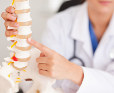 The vertebrae separated by discs that allow the spine to twist and bend without causing damaging friction between vertebrae.
